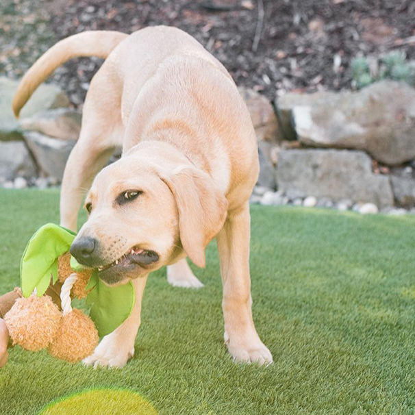 Puppy Palm