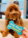 Dog Days of Summer Treat Box