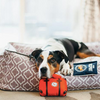 Globetrotter Collection for the Jet-Setting Pup 5-pc Set