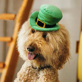 Leprechaun Mutt Hatter Plush Toy