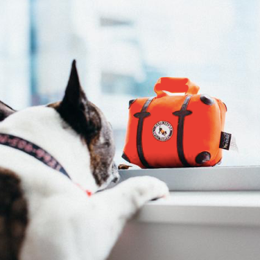 Globetrotter Collection for the Jet-Setting Pup 5-pc Set